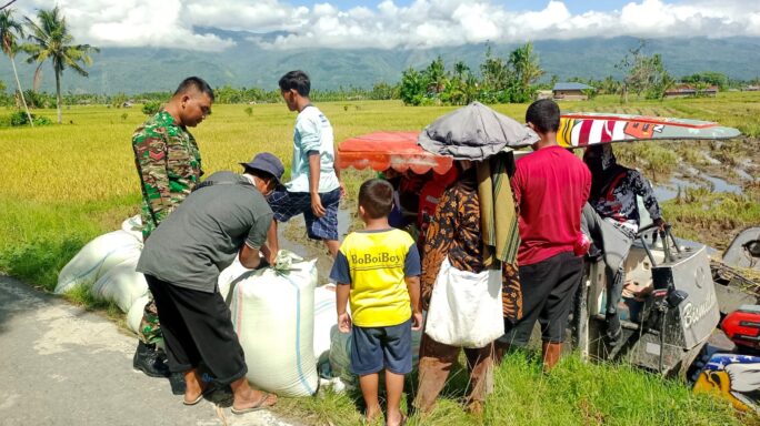 Dengan Semangat, Babinsa Bantu Petani Panen Padi Warga Desa Binaan.