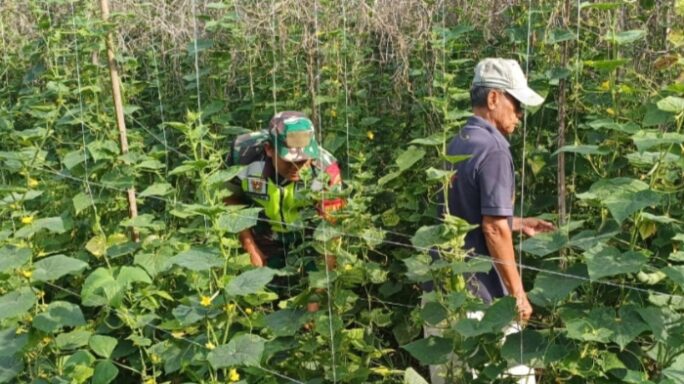 Aktif Dampingi Petani, Babinsa 03/Seruway Sambangi Petani Timun