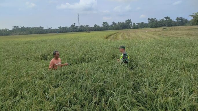 Babinsa 03/Seruway Bersama Petani Cek Padi Yang Siap Panen