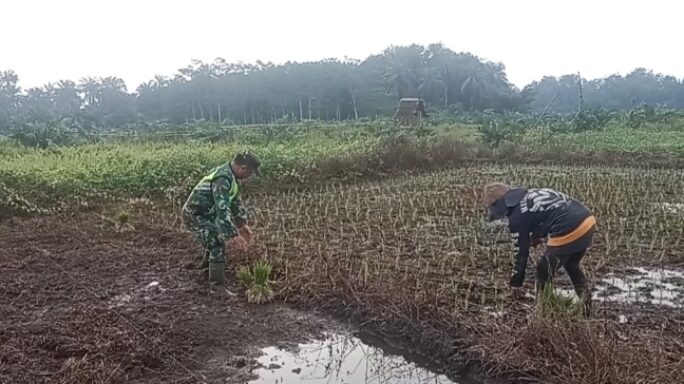 Babinsa Muka Sungai Kuruk Bantu Petani Angkat Bibit Padi Siap Tanam