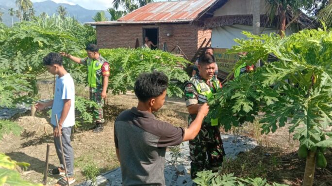 Rawat Tanaman Pepaya Madu Babinsa Bantu Petani Lakukan Penyiangan .