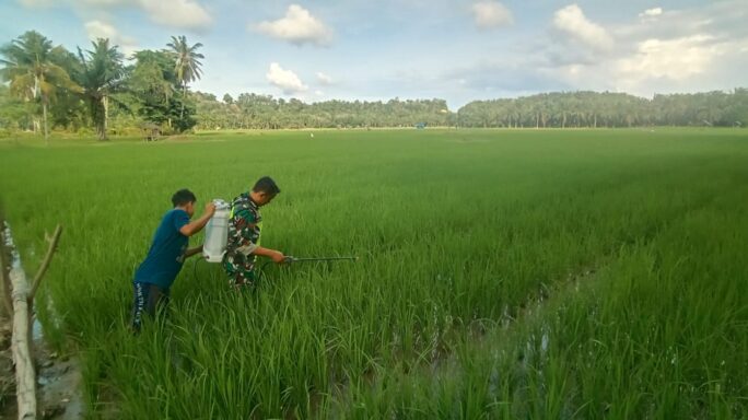 Babinsa Koramil 03/Rts Turun Tangan Bantu Petani Basmi Hama Wereng Pada Tanaman Padi
