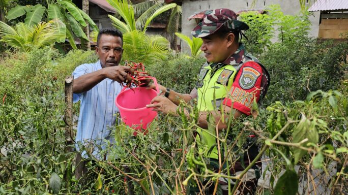 Penguatan Ketahanan Pangan, Babinsa Kluet Timur Bantu Petani Panen Cabai
