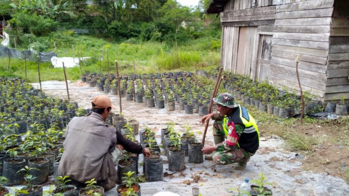 BABINSA BANTU PETANI TANAM BIBIT KOPI ARABIKA RUMBIA