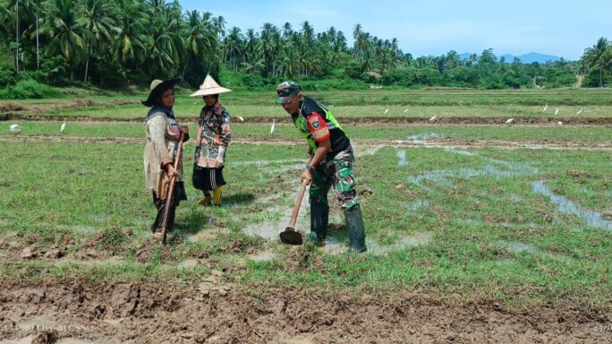 Dukung Hanpangan Babinsa Koramil 08/Gandapura Bantu Bersihkan Gulma Milik Petani