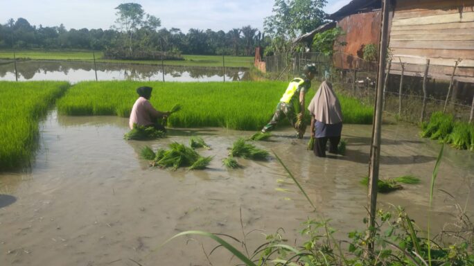 Langsung Jebur Ke Sawah, Babinsa Koramil 10/WB Edukasi Petani Bagaimana Mencabut Bibit Padi Agar Akarnya Tidak Putus