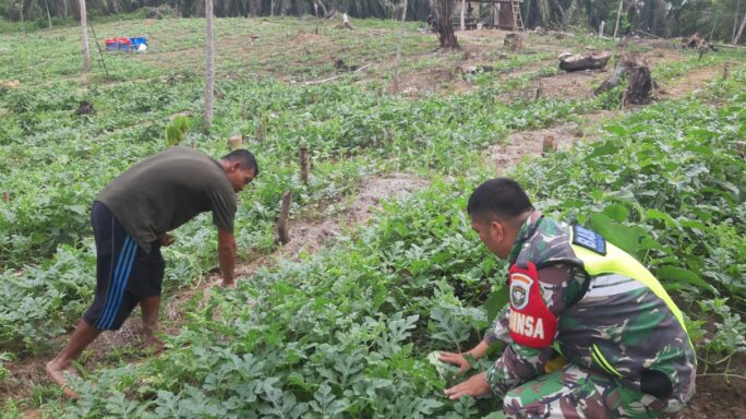 Untuk Menghasilkan Buah Yang Baik Babinsa Dampingi Petani Memupuk Dan Perawatan Semangka