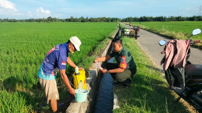 Upaya Khusus Pertanian, Babinsa Turun Sawah Bantu Pemupukan