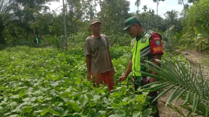 Babinsa Dampingi Petani Cek Pertumbuhan Dan Rawat Tanaman Kedelai