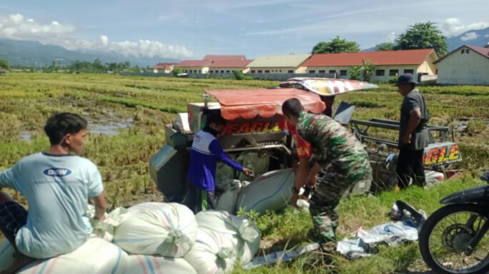 Wujud Nyata Pendampingan Babinsa Bantu Petani Panen Padi Di Desa Binaan.