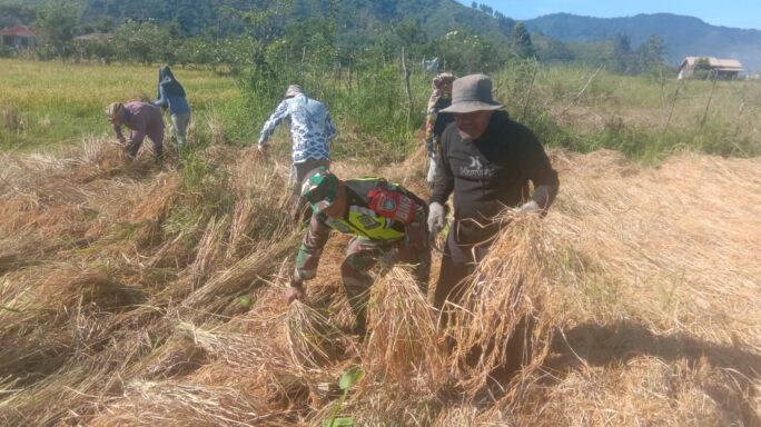 Bentuk Kepedulian pada Warga Binaan, Babinsa Bantu Petani Panen Padi