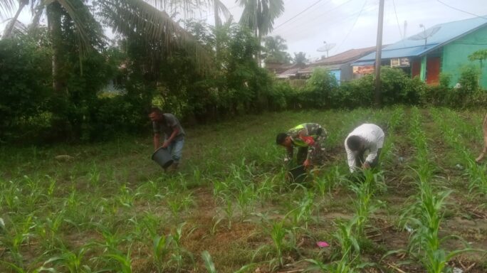 Dukung Swasembada Pangan Babinsa Dampingi Petani Pupuk Jagung