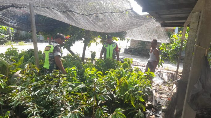 Sukseskan Ketahanan Pangan, Babinsa Komsos dengan Penjual Tanaman Buah Buahan.