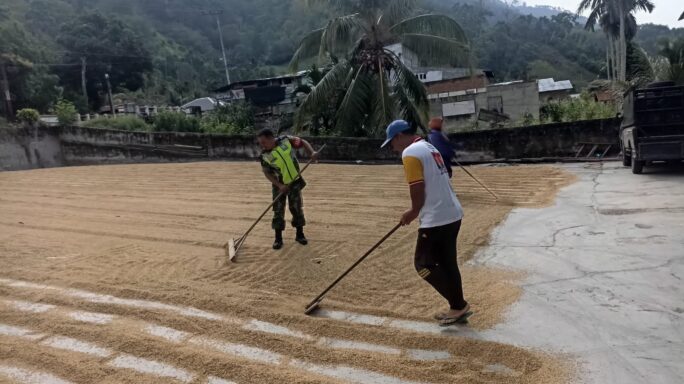 Wujud Pendampingan Ke Petani Babinsa Bantu Jemur Padi Warga Binaan.