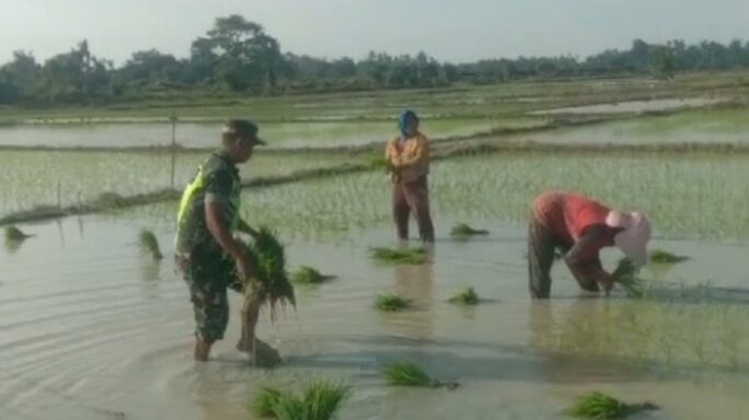 Babinsa Bantu Angkut Bibit Padi Yang Siap Tanam