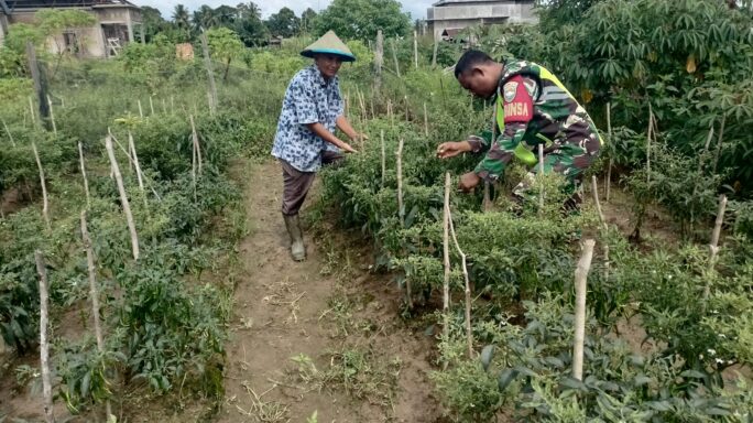 Jaga Hubungan Baik dengan Petani Babinsa Posramil Suka Makmue Bantu Petani Rawat Tanaman Cabe