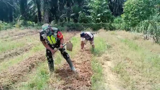 Babinsa Koramil 03/Seruway Bantu Petani Olah Lahan Tanaman Cabai