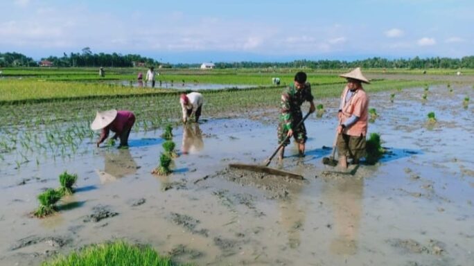 Babinsa Sakti Bantu Petani Tanam Padi, Wujud Kemanunggalan TNI-Rakyat