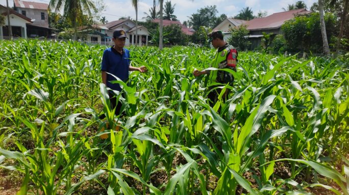 Lanjutkan Program Ketahanan Pangan, Babinsa Koramil 08/Rantau Bersama Petani Laksanakan Perawatan Tanaman Jagung