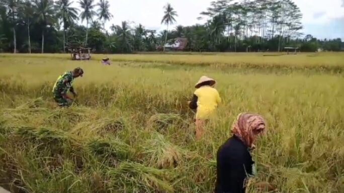 Wujud Dukungan TNI Terhadap Ketahanan Pangan, Babinsa Bantu Petani Panen Padi