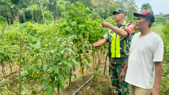 Babinsa Koramil 08/Rantau Bantu Petani Rawat Tanaman Cabe
