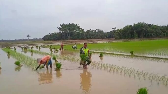 Babinsa Koramil 03/Seruway Dampingi Petani Tanam Padi