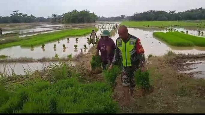 Babinsa Turun Kesawah Bantu Petani Mengangkat Bibit Padi Siap Tanam