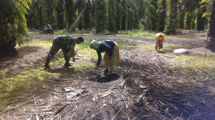 Babinsa Laksanakan Pendampingan Kepada Petani Tanam Padi Gogo