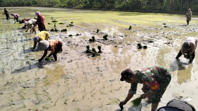 Tradisi “Meukat” Hidup Kembali, Serma Abdul Hakim Bantu Petani Seuneubok Tuha