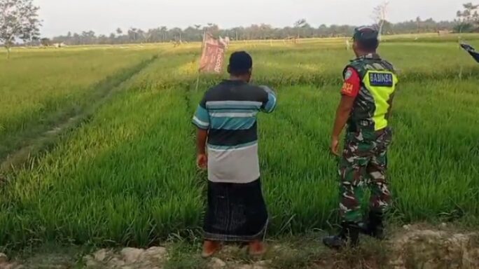 Peran Aktif Babinsa Koramil 09/Banda Mulia Dampingi Petani Pantau Perkembangan Tanaman Padi