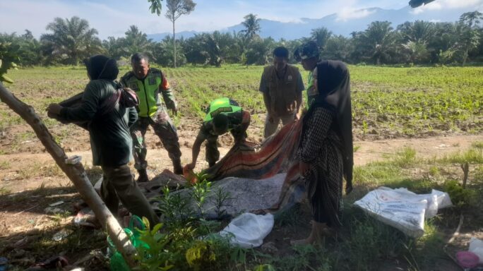 Terus Dukung Kesuksesan Swasembada Pangan Babinsa Dampingi Petani Pupuk Jagung