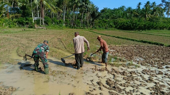 Serda Mardiansyah Babinsa Bukit Rumia Terjun Ke Sawah, Bantu Petani Siapkan Lahan Tanam padi