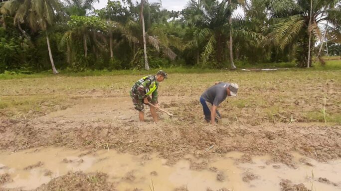 Gunakan Cangkul, Babinsa Ikut Dampingi Petani Mengelola Sawah