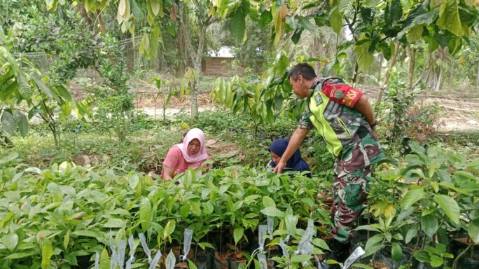 Babinsa Anjangsana Galakkan Pertanian Dengan Menyambangi Pembibitan Kakao Di Desa Binaan.