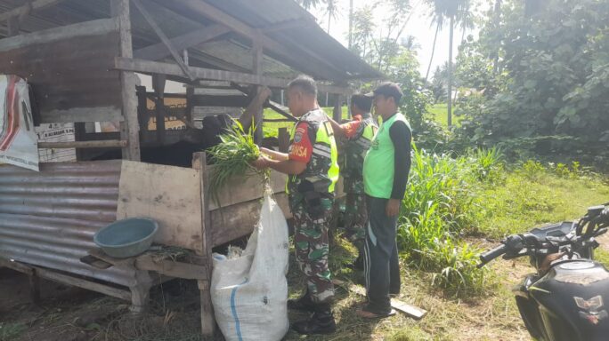 Rutin Jalin Komsos Babinsa Sambangi Peternak Sapi Di Desa Binaan