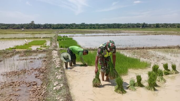 Penuh Semangat Sertu A. Yahya Bantu Petani Cabut Benih Padi