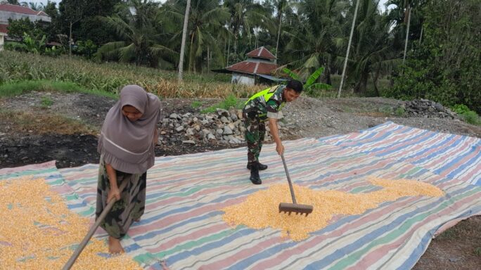 Pasca Panen Babinsa Bantu Jemur Jagung Warga