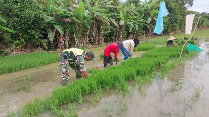 Babinsa Koramil 07/Johan Pahlawan Turun Ke Sawah Bantu Petani Cabut Bibit Padi Siap Tanam