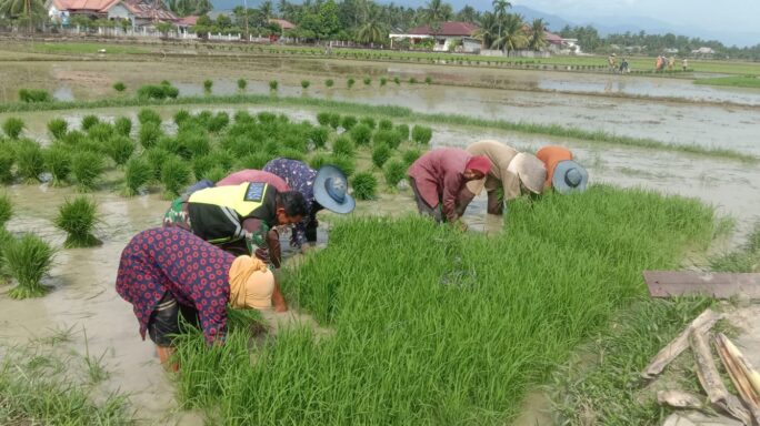 Babinsa Posramil Simpang Mamplam Bantu Petani Siapkan Bibit Padi