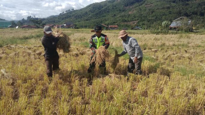 Sukseskan Ketahanan Pangan, Babinsa Bantu Petani Panen Padi