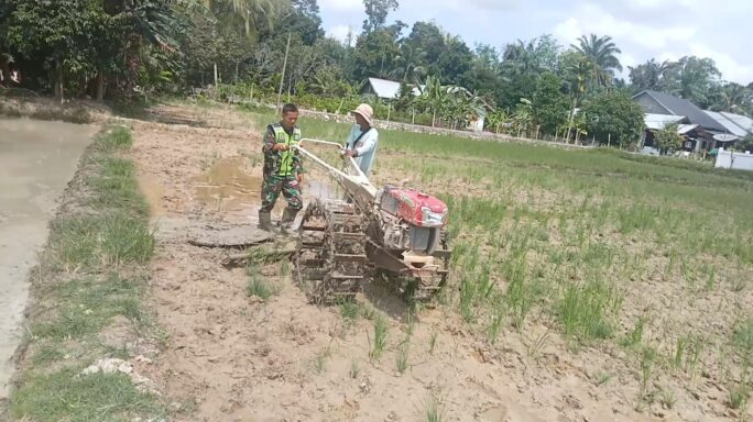 Dampingi Petani, Babinsa Air Tenang Bajak Sawah Di Wilayahnya
