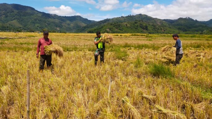 Babinsa Bantu Warga Mengangkut Hasil Panen Padi