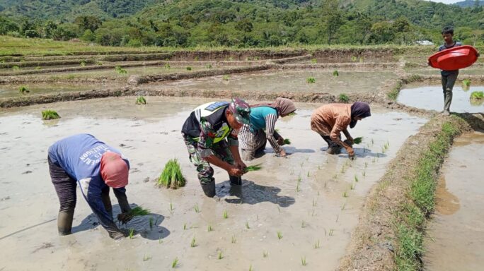 Sukseskan Swasembada Pangan, Babinsa Bantu Penanaman Padi.