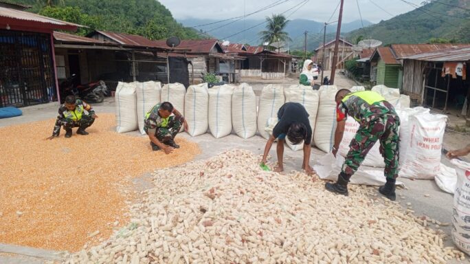 Bantu Jemur Jagung Hasil Panen, Bentuk Kepedulian Babinsa Kepada Petani Warga Desa Binaan.