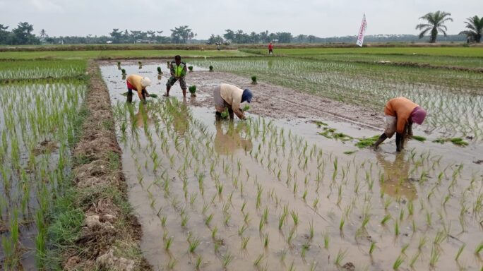 Dorong Semangat Petani, Koptu Jimmy Turun Ke Sawah Bantu Tanam Padi