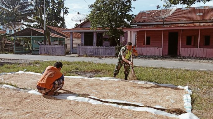 Wujud Pendampingan Ke Petani Babinsa Bantu Jemur Padi