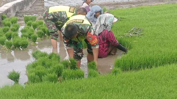 Wujudkan TNI Manunggal Bersama Rakyat, Babinsa Bantu Petani Cabut Bibit Padi.
