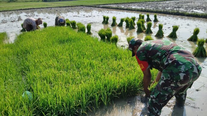 Petani Aceh Timur Semakin Sumringah Berkat Program Optimasi Lahan Rawa (OPLA) Kodim 0104/Atim Yang Telah Rampung