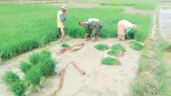Dukung Swasembada Pangan, Babinsa Bantu Petani Cabut Benih Padi