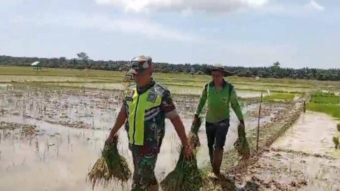 Babinsa Bantu Petani Angkat Bibit Padi Siap Tanam